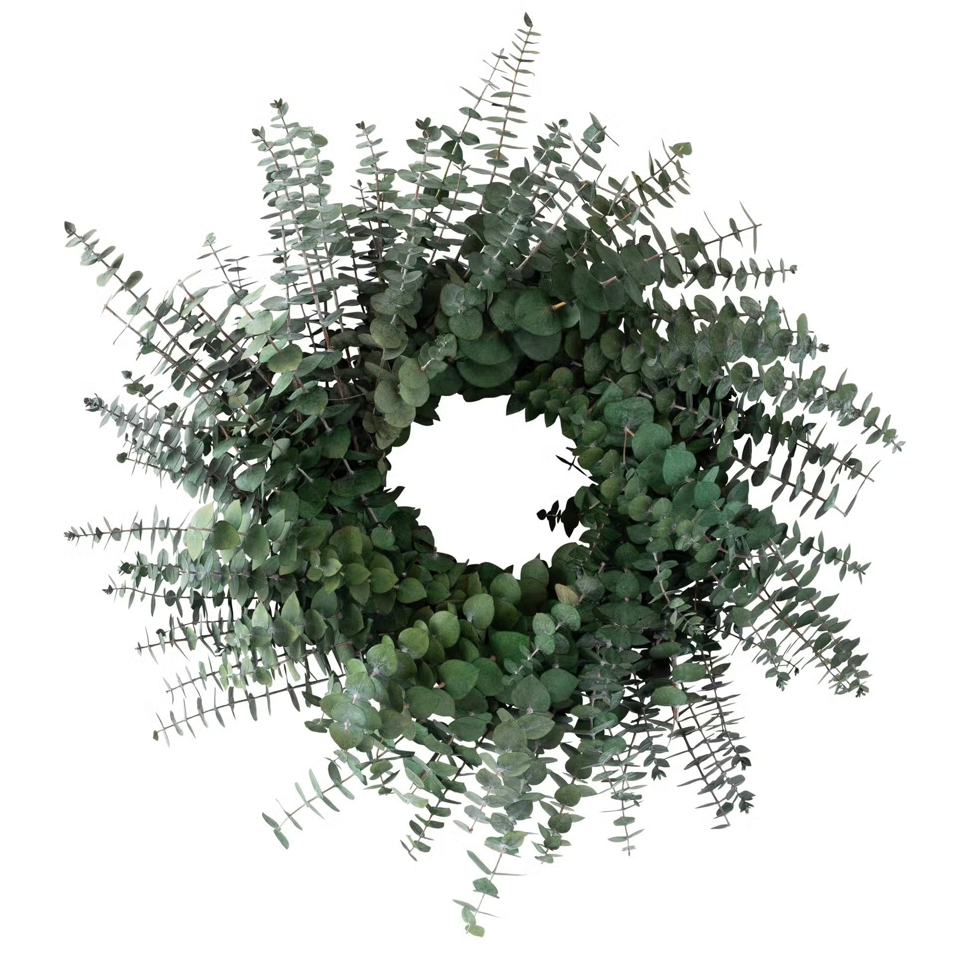 Preserved Baby Eucalyptues Wreath