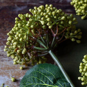 Artificial Viburnum Olive by Abigail Ahern