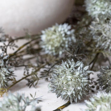 Melaleuca Dusk Stem by Abigail Ahern