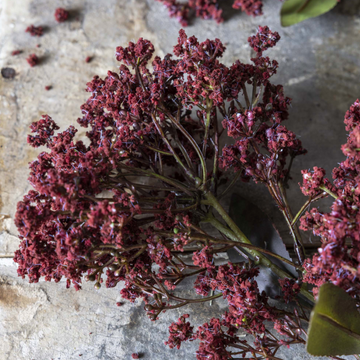 Rouge Artificial Butterfly Bush by Abigail Ahern