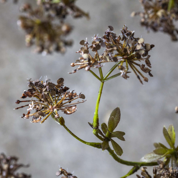 Artificial Hogweed by Abigail Ahern