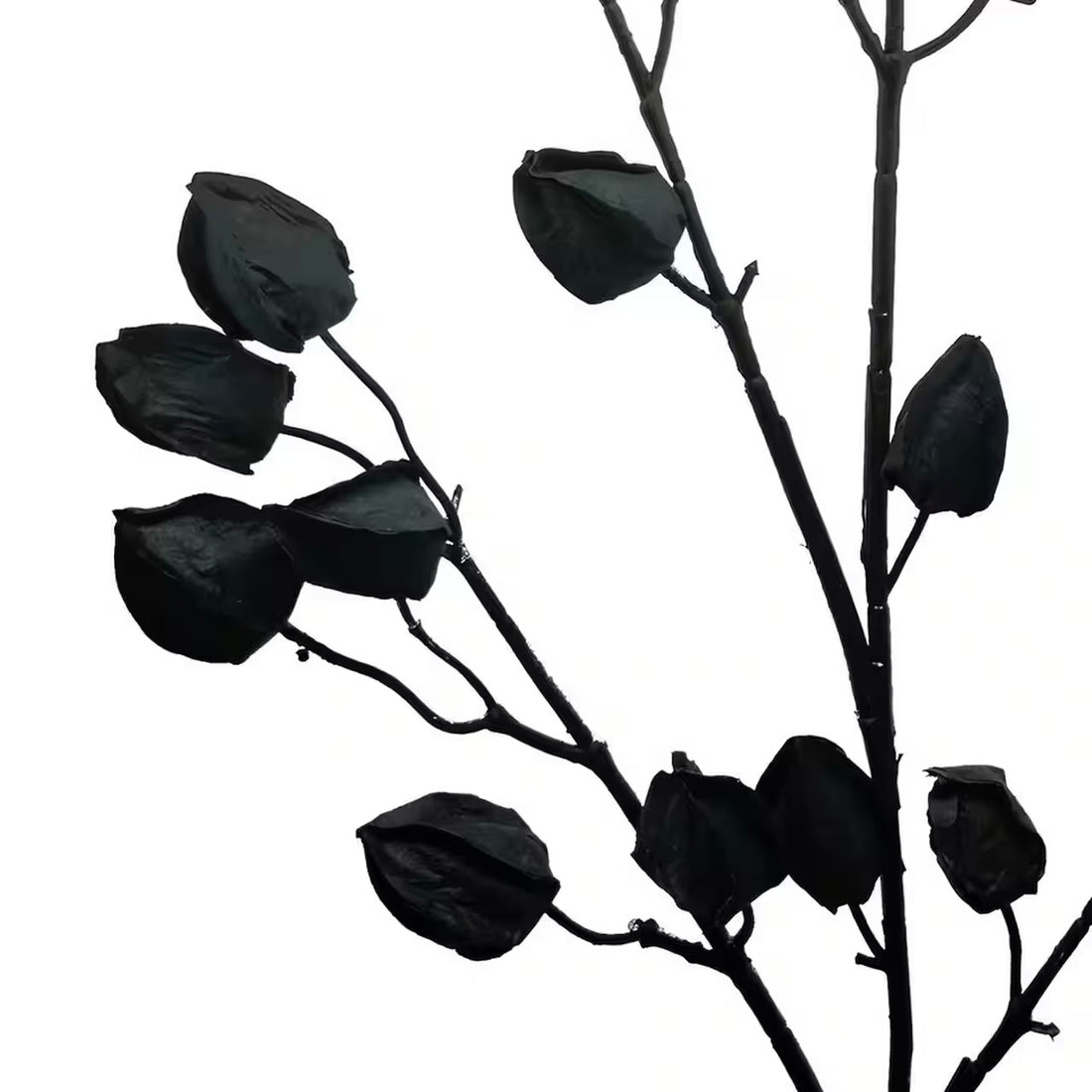 Black Lantern Berry Stem