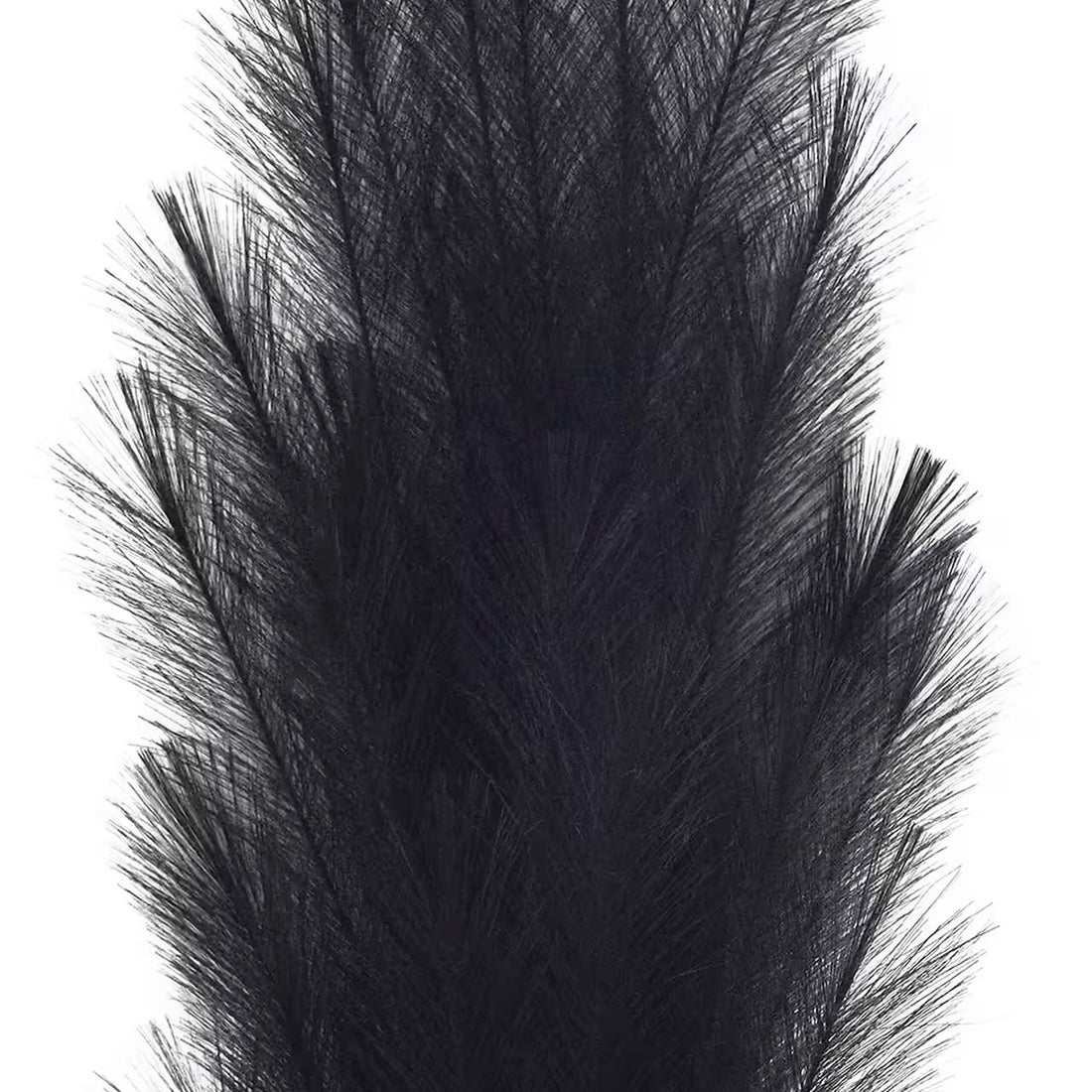 Black Pampas Grass