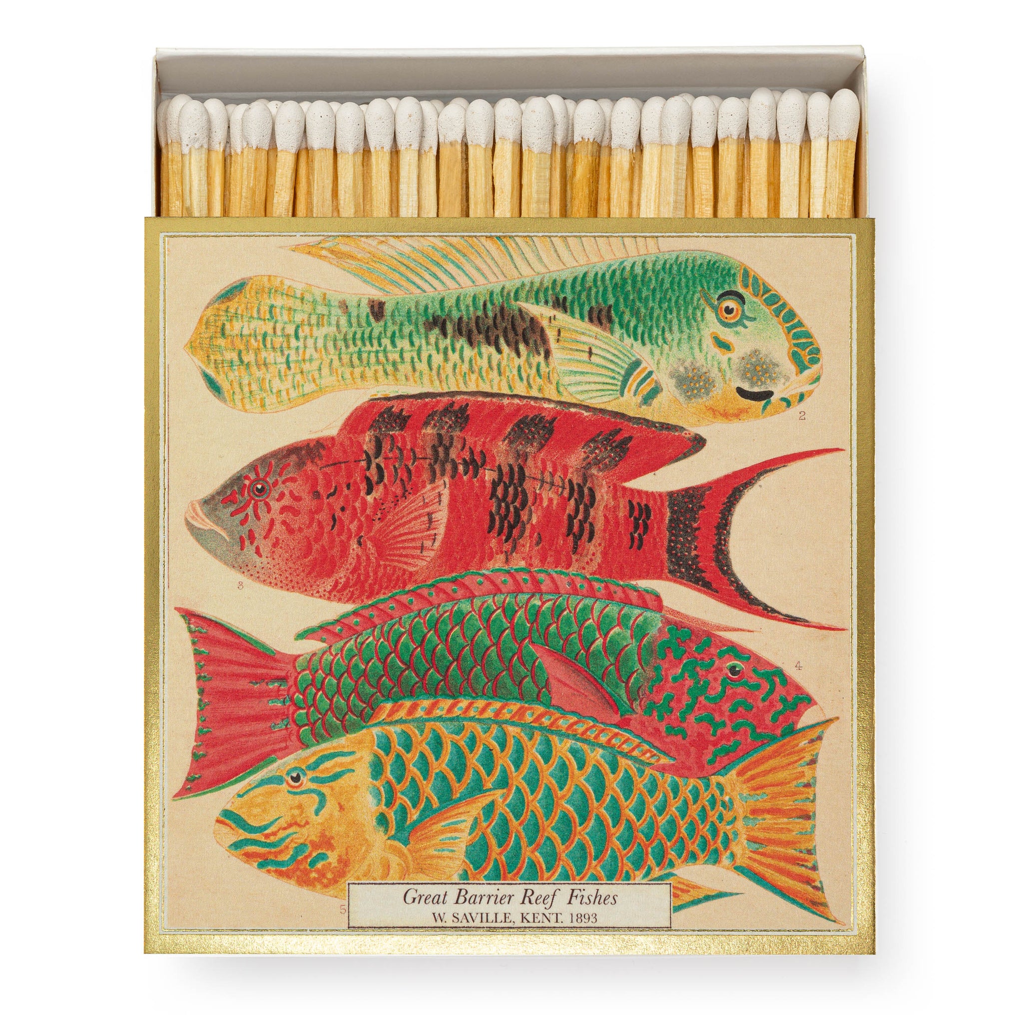 Great Barrier Reef Fish Square Matchbox