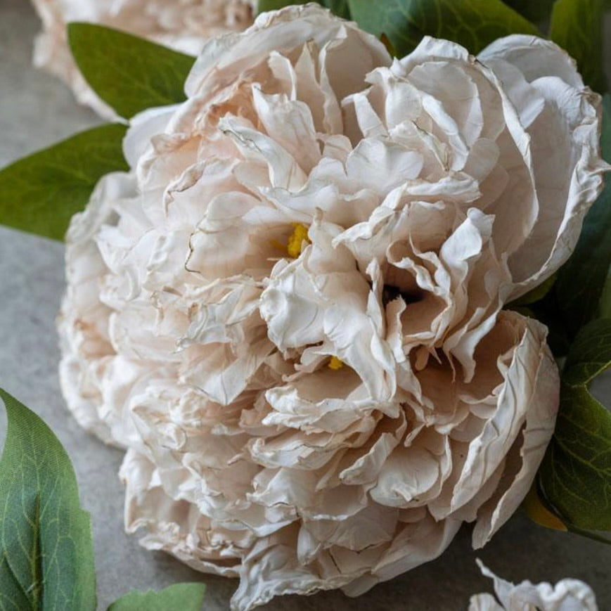 Blush Dew Peony by Abigail Ahern