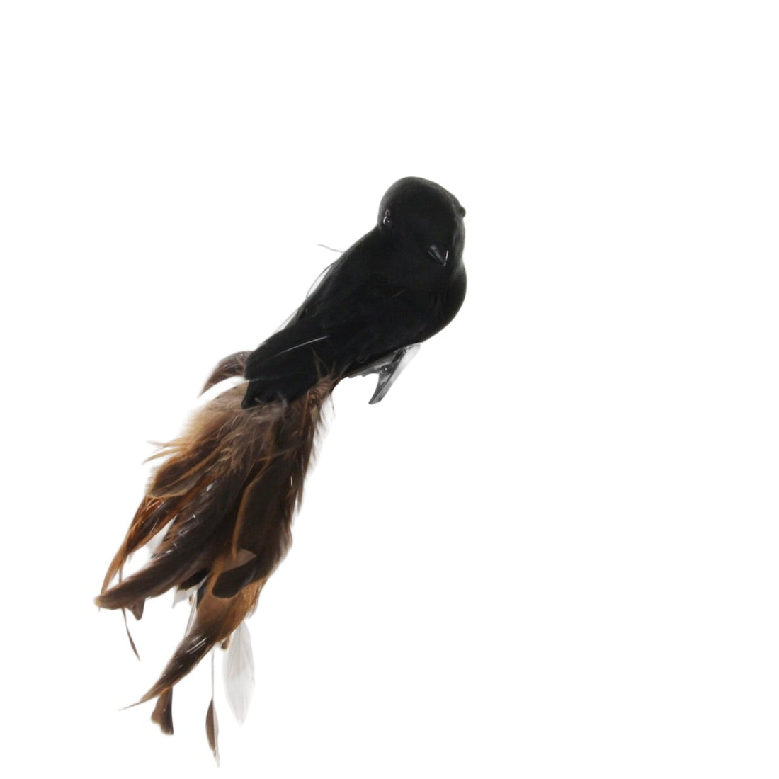 Black Feather Bird with Brown Tail