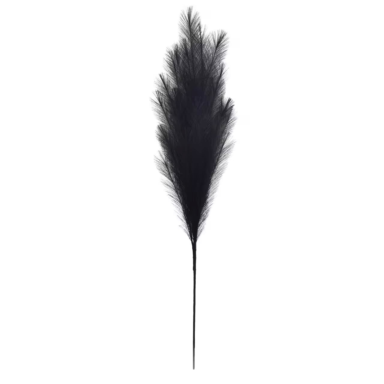 Black Pampas Grass