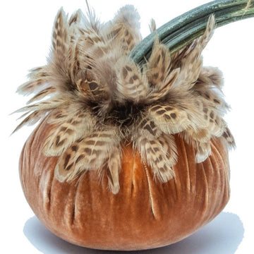 Spice with Natural Ringneck Pheasant Collar Pumpkin