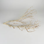 Load image into Gallery viewer, Manzanita Sandblasted Branches
